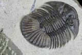Scabriscutellum Trilobite Fossil - Tiny Eye Facets #94756-4